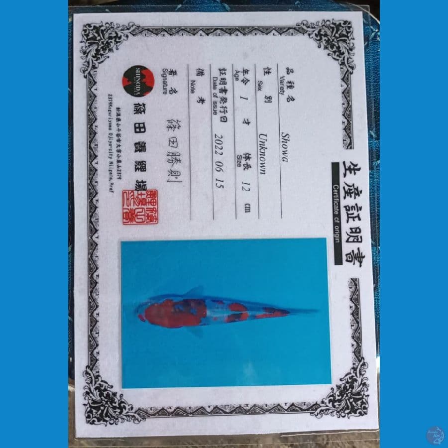 shinoda showa sz 15cm