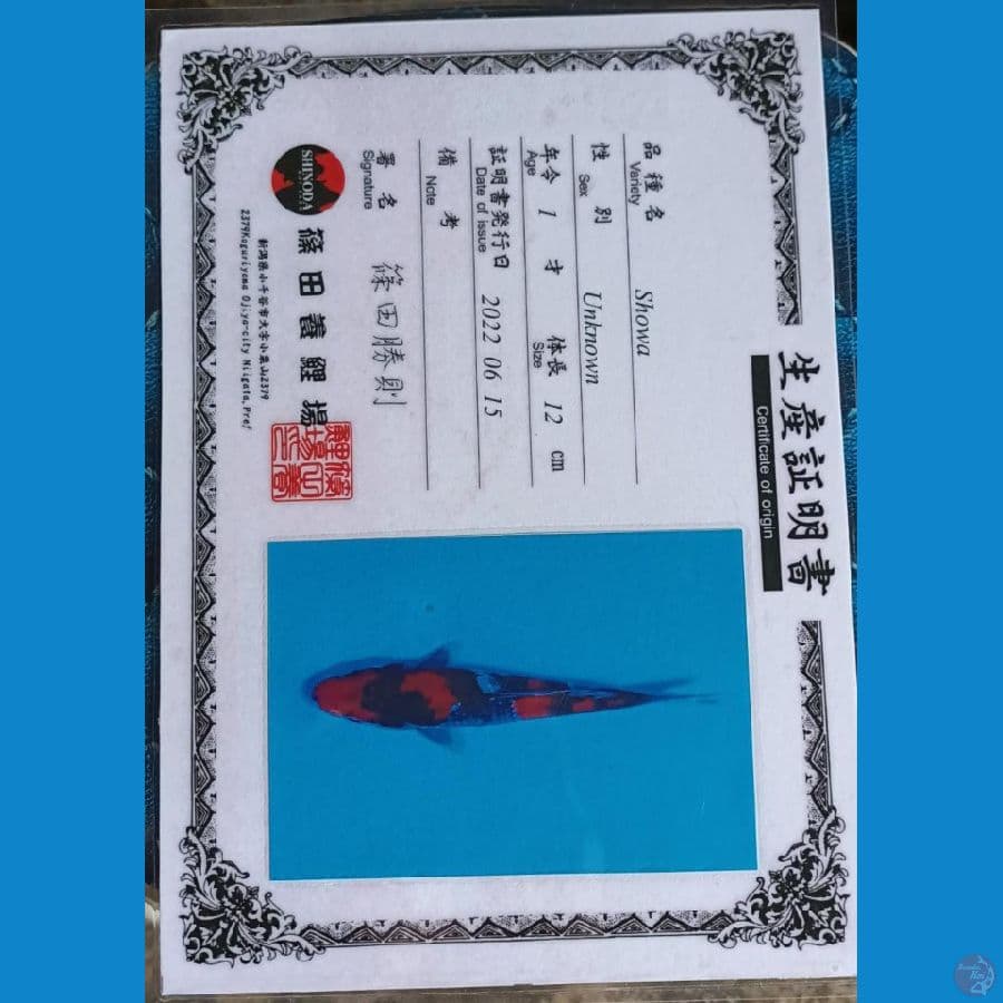 Shinoda Showa sz 15cm