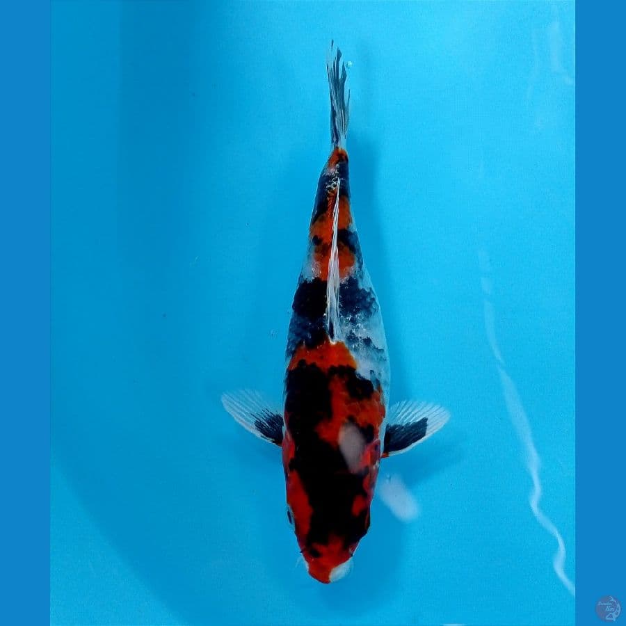 showa hikari 20 cm
