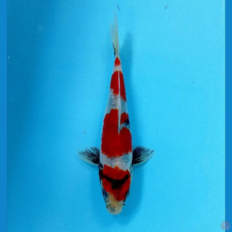 showa hikari 16 cm