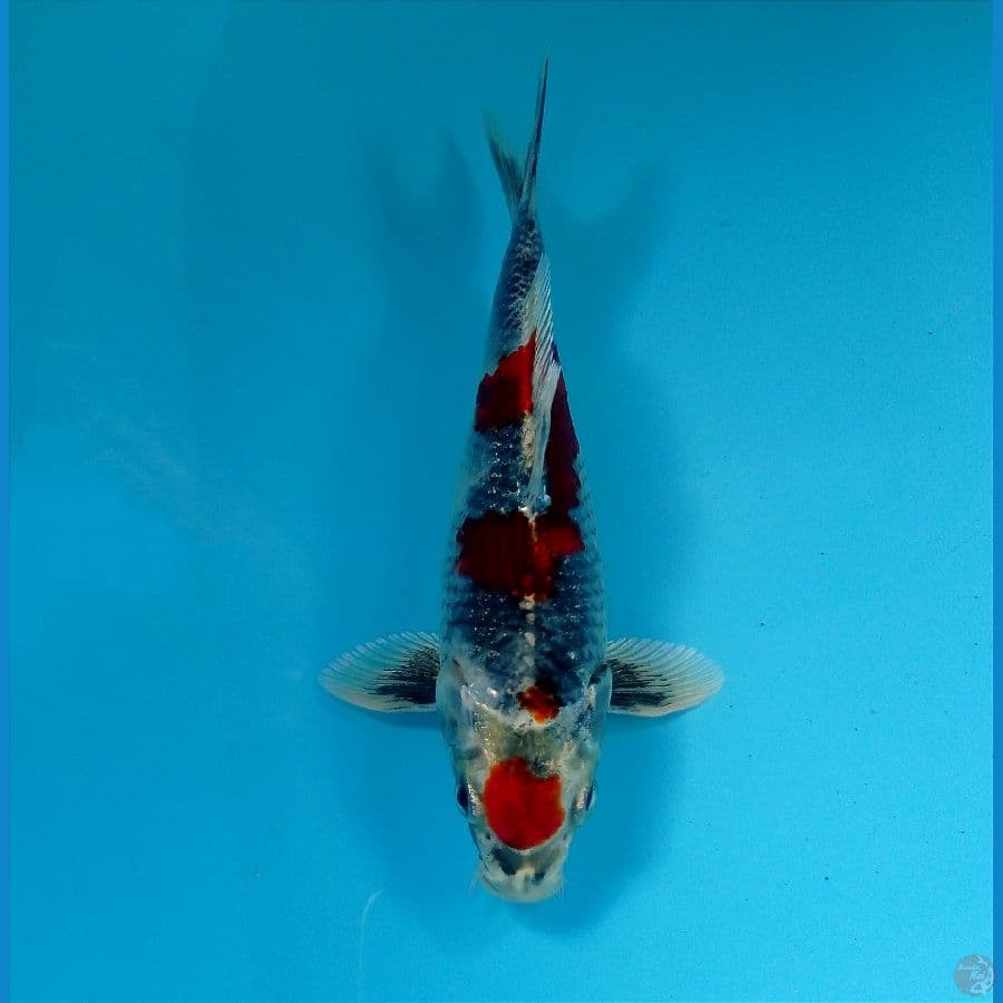 tancho showa hikari 18 cm