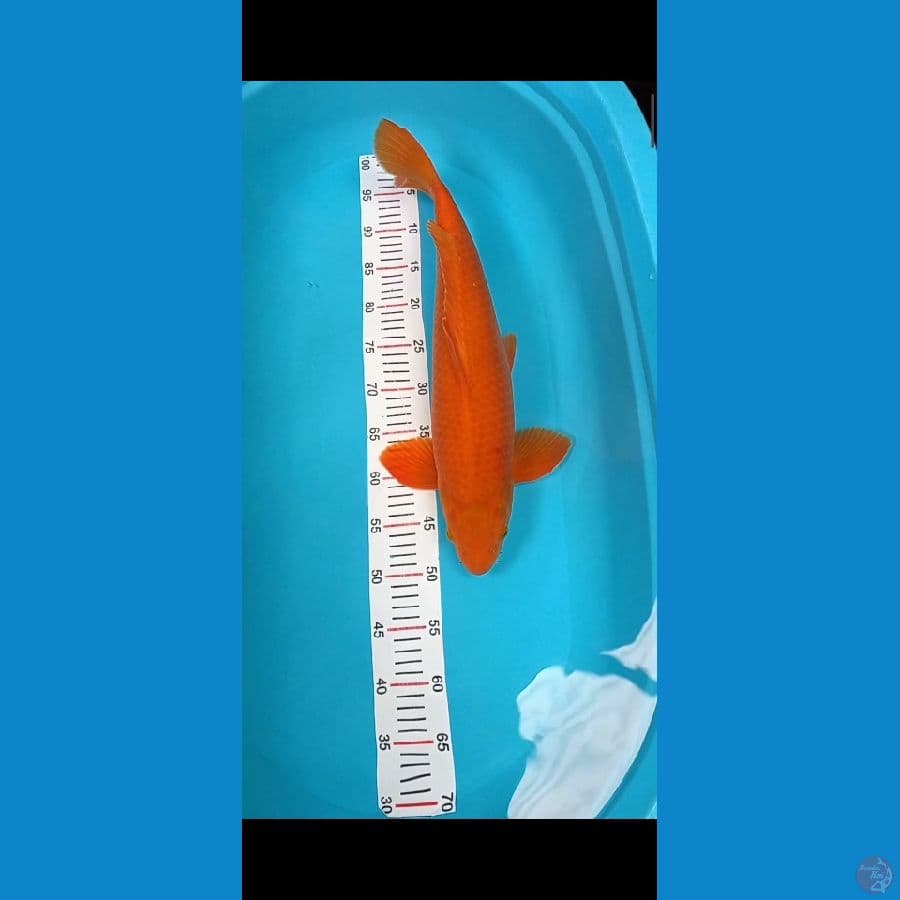 caramel 52 cm jantan