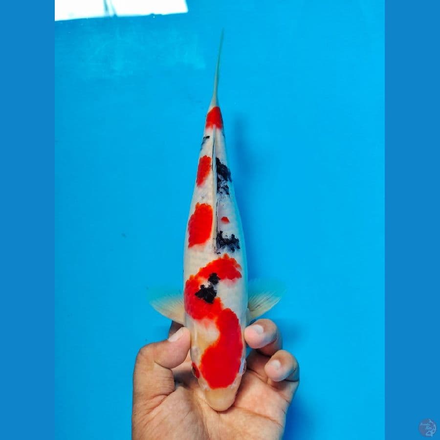 sanke 28cm