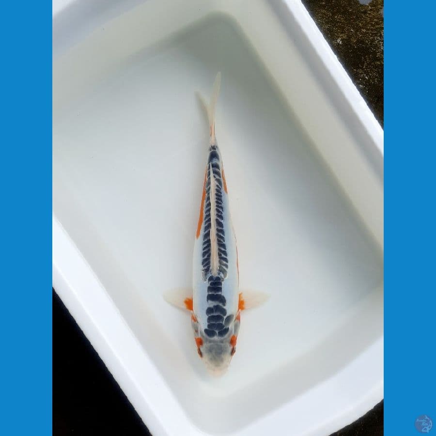 Shusui 31cm female