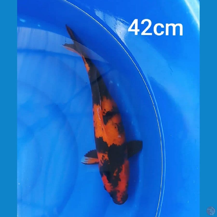 Hi utsuri 42cm