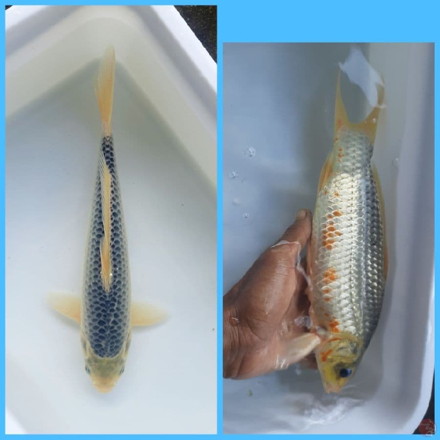 asagi 30cm male