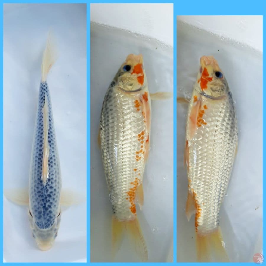 asagi 32cm male