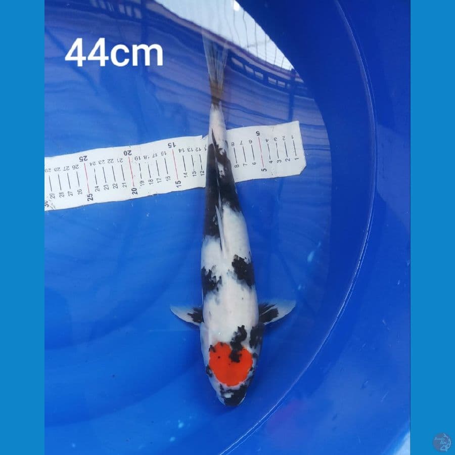 tancho showa 44cm