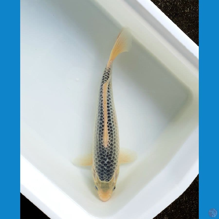 asagi 30cm male