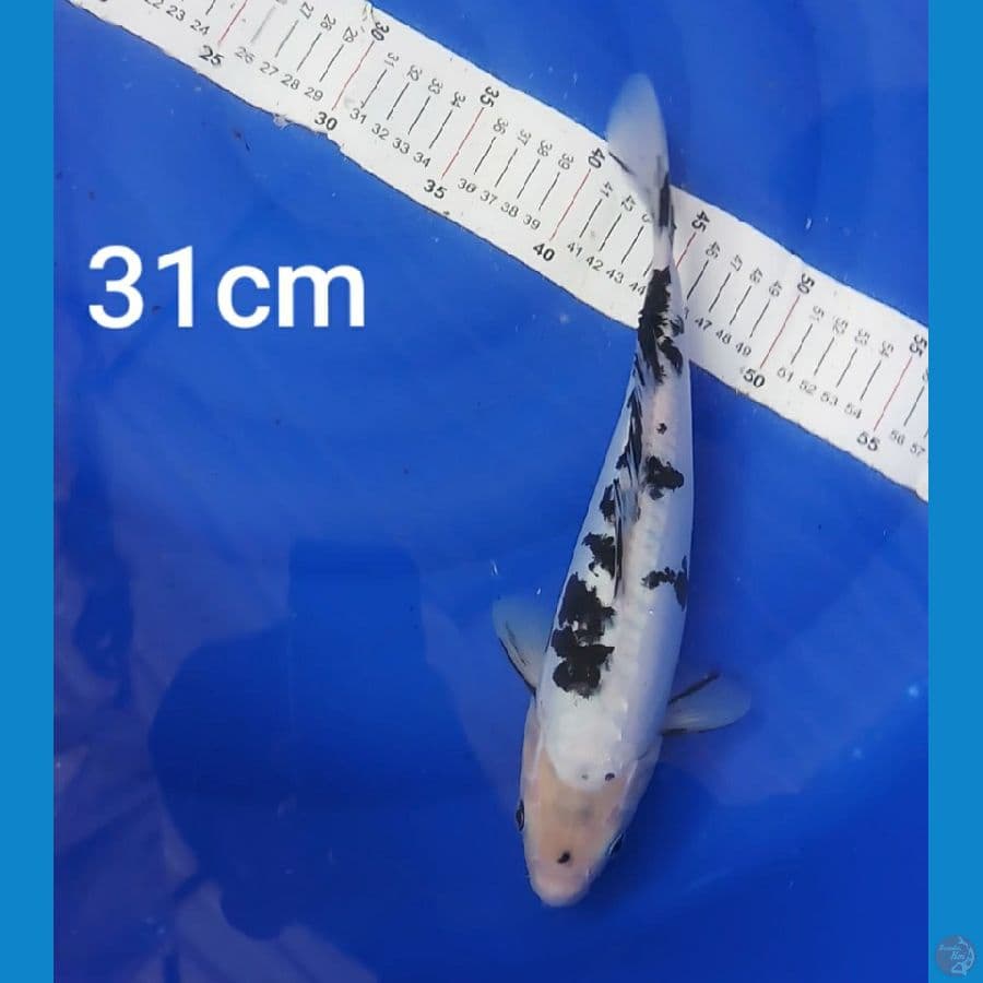 shiro beko 31cm