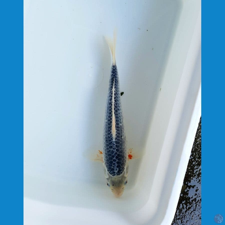 asagi 27cm male