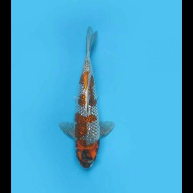 28cm - Ochiba Ginrin Male