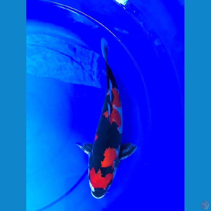 showa sanshoku 35cm/M