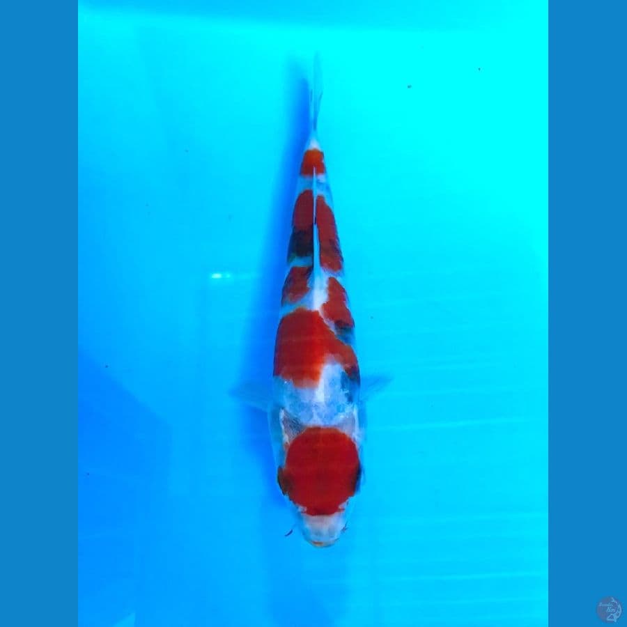 maruten showa tategoi 21cm original