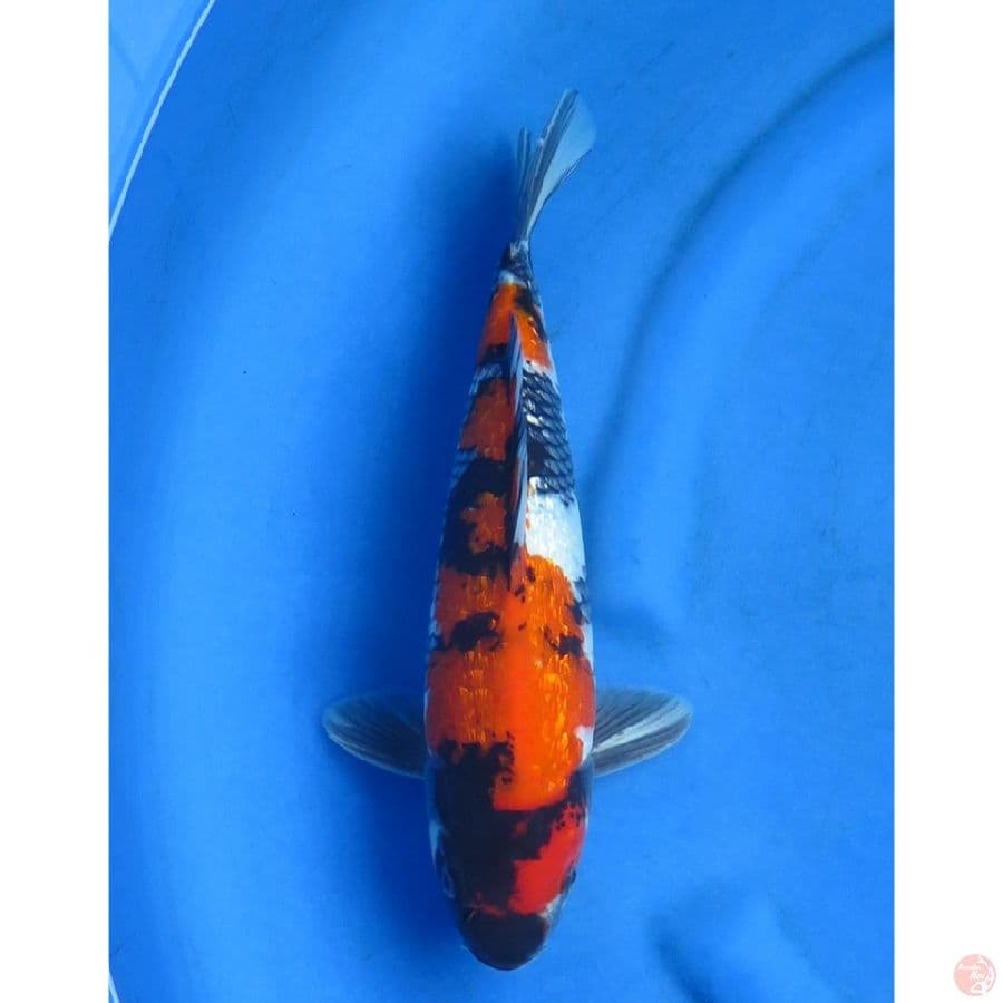 34cm , Showa Full Ginrin