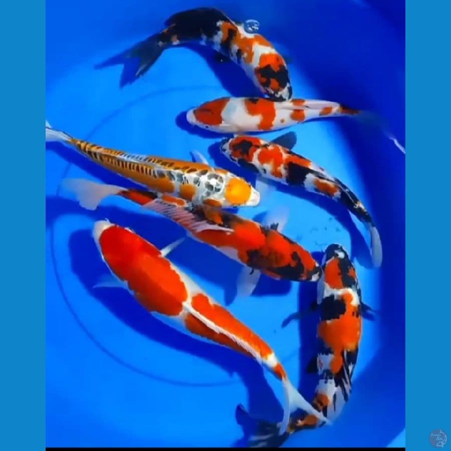 BAHAN KEEP 7ekor . 25_35 cm showa kohaku kujaku doit mix