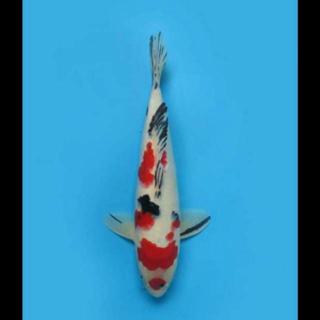 30cm - Sanke Male