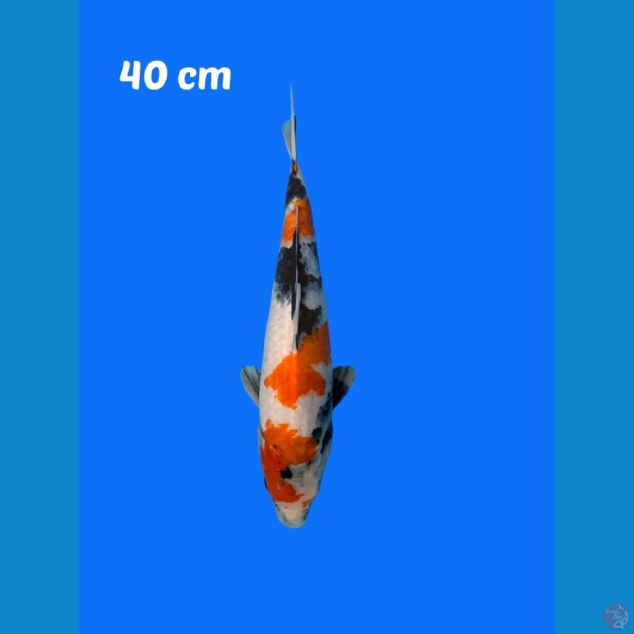 SHOWA TATEGOI 40cm GOOD QUALITY (male)