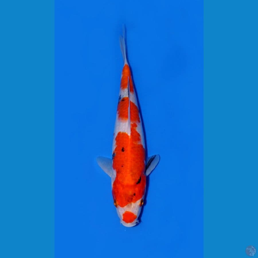 1~SHOWA 23 CM