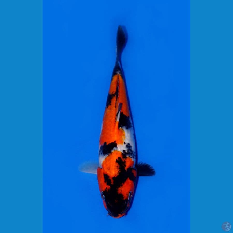 SHOWA 22 CM