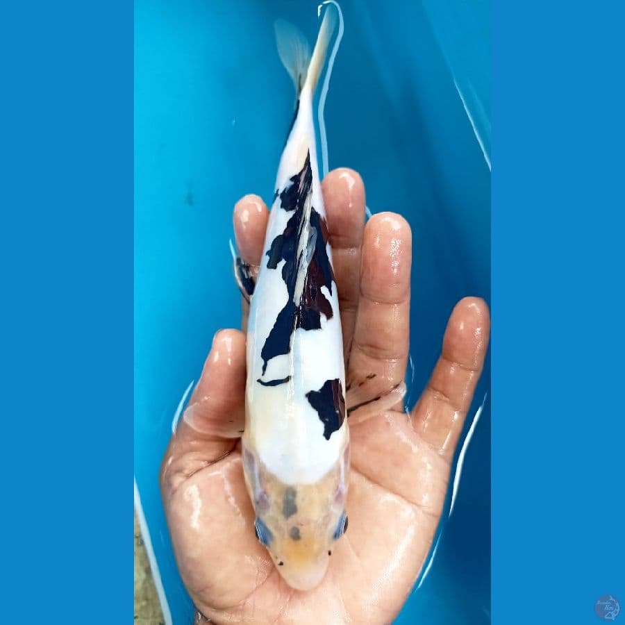 shiro doitsu 25cm