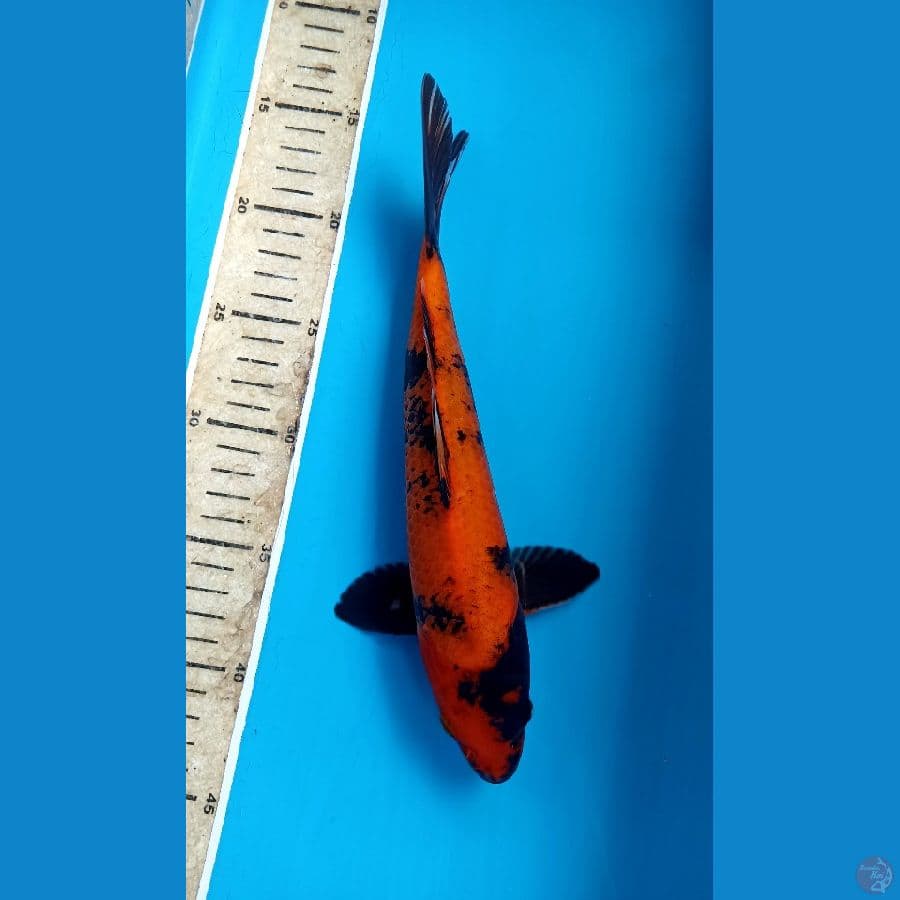 utsuri 28cm