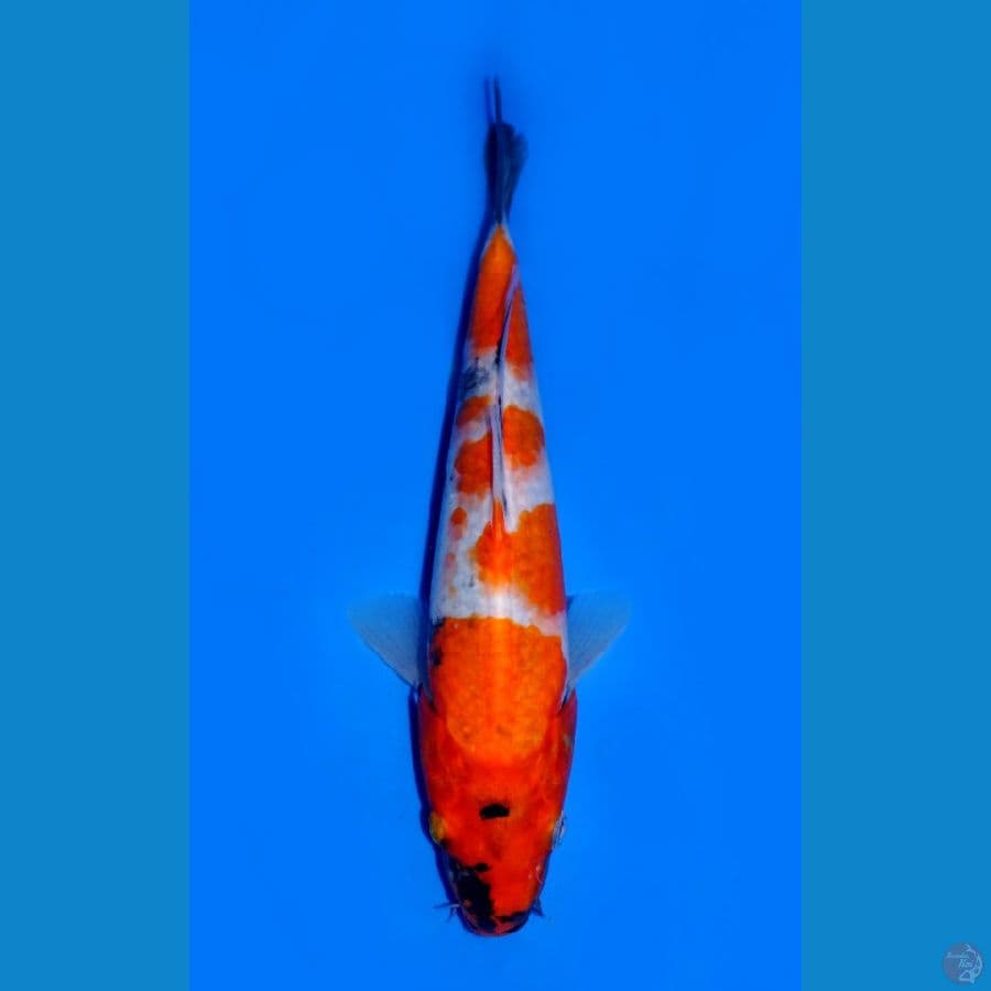 SHOWA 20 CM