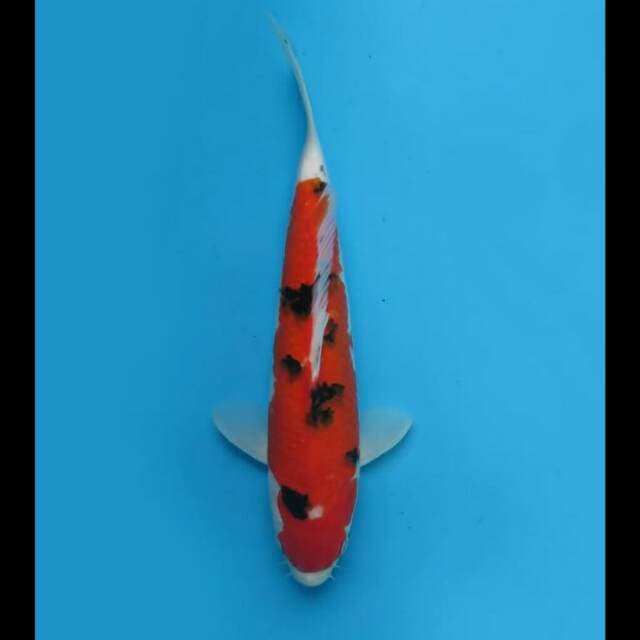 31cm - aka Sanke