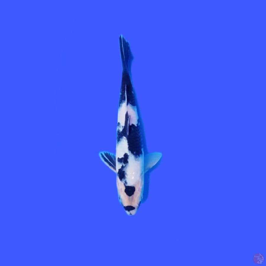 shiro 23 cm male SQ