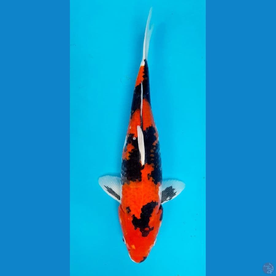 hi showa 42cm