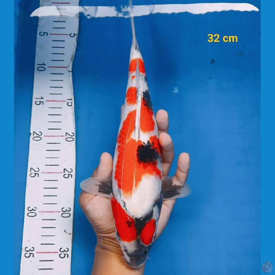 SQ Showa 32 cm