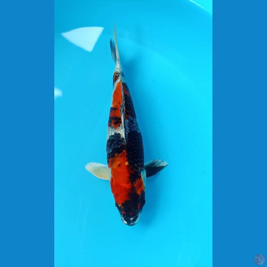 showa hikari 22cm