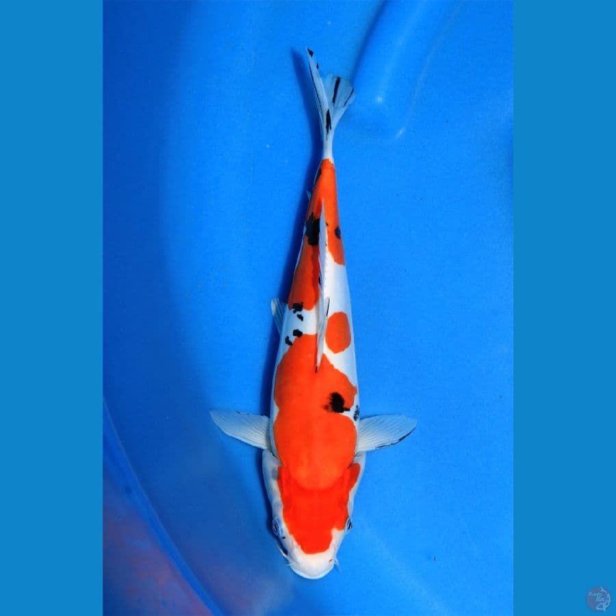 doitsi sanke murni 30cm