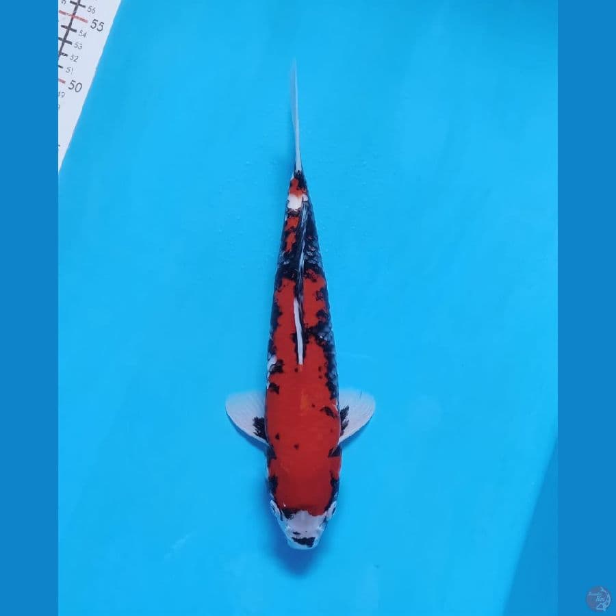 beni matsukawabake 35cm male