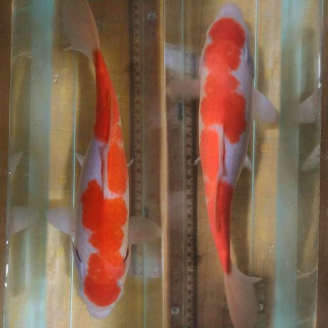 Kohaku 28 cm, spesial di hari weekend :) yuk.. Bid gan murmer aja
