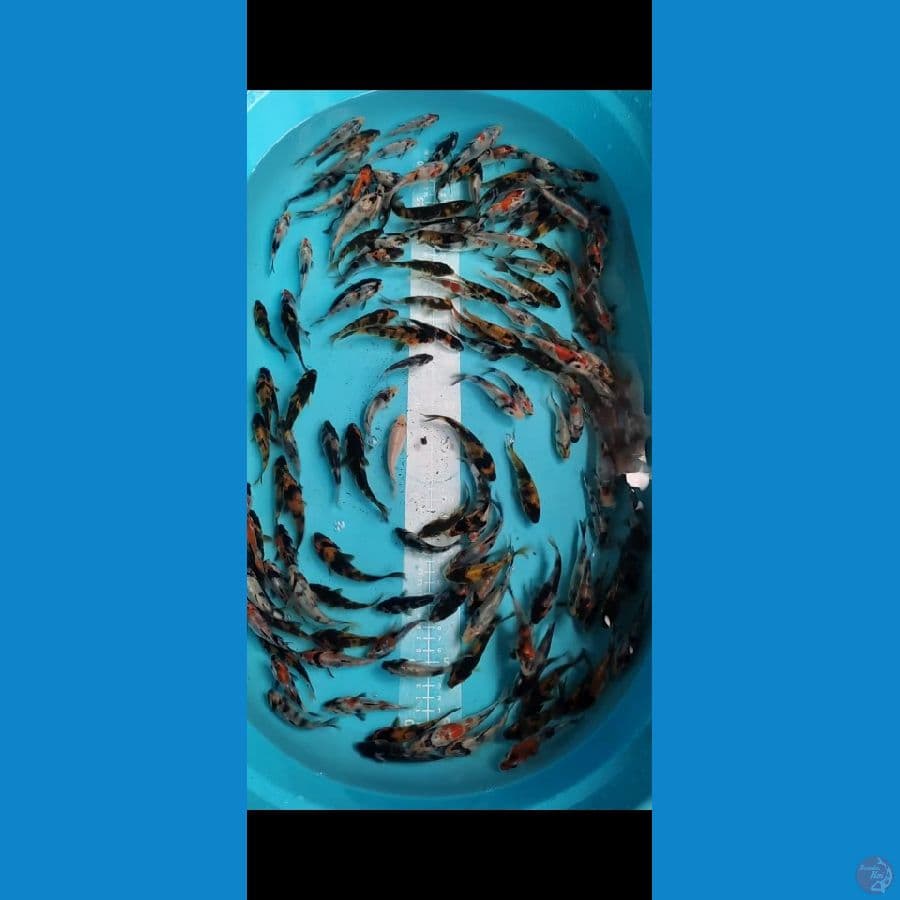 SHOWA Mix 160 ekor 8-12cm