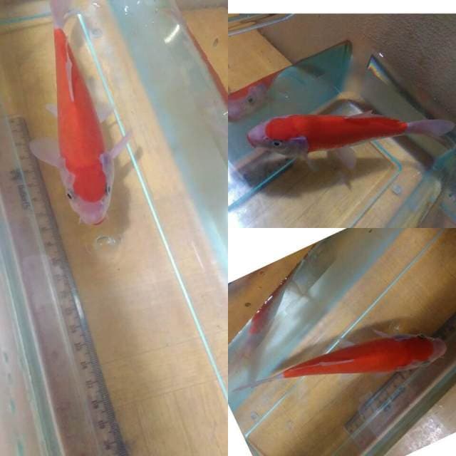 Kohaku unik 20bu, spesial di hari weekend:), yuk..bid gan murmer aja. Waktu terbatas