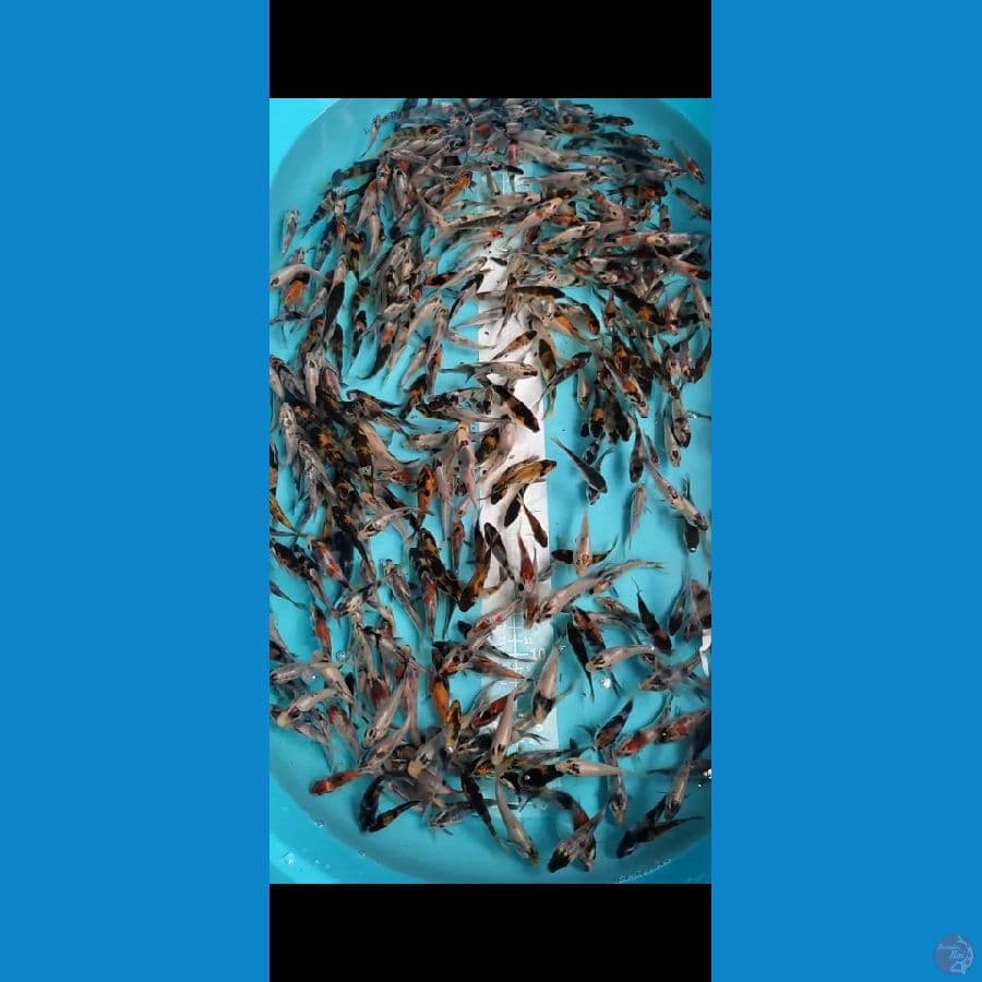 Showa Shiro mix 300 ekor 5-8cm