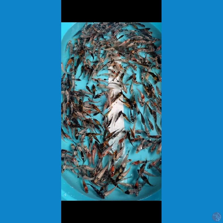 Showa Shiro mix 300 ekor 5-8cm