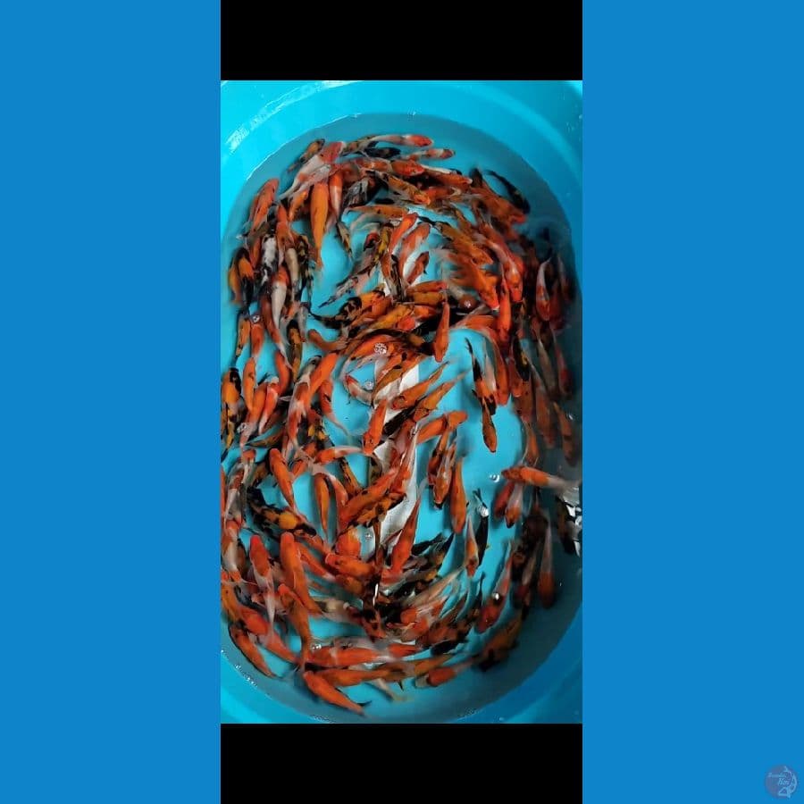 Showa Mix 10-15cm 100ekor