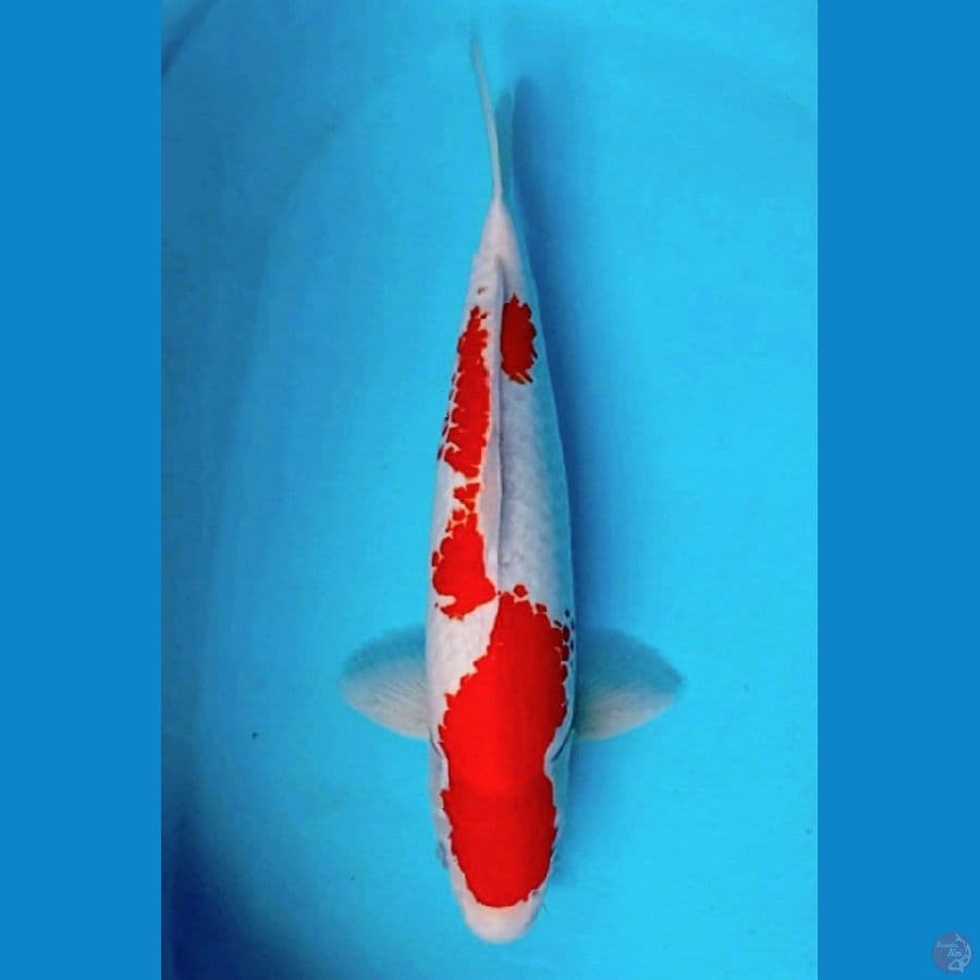 pejantan kohaku ori 45 cm bulki