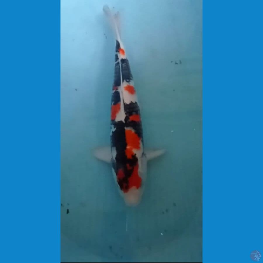 showa 45cm jantan