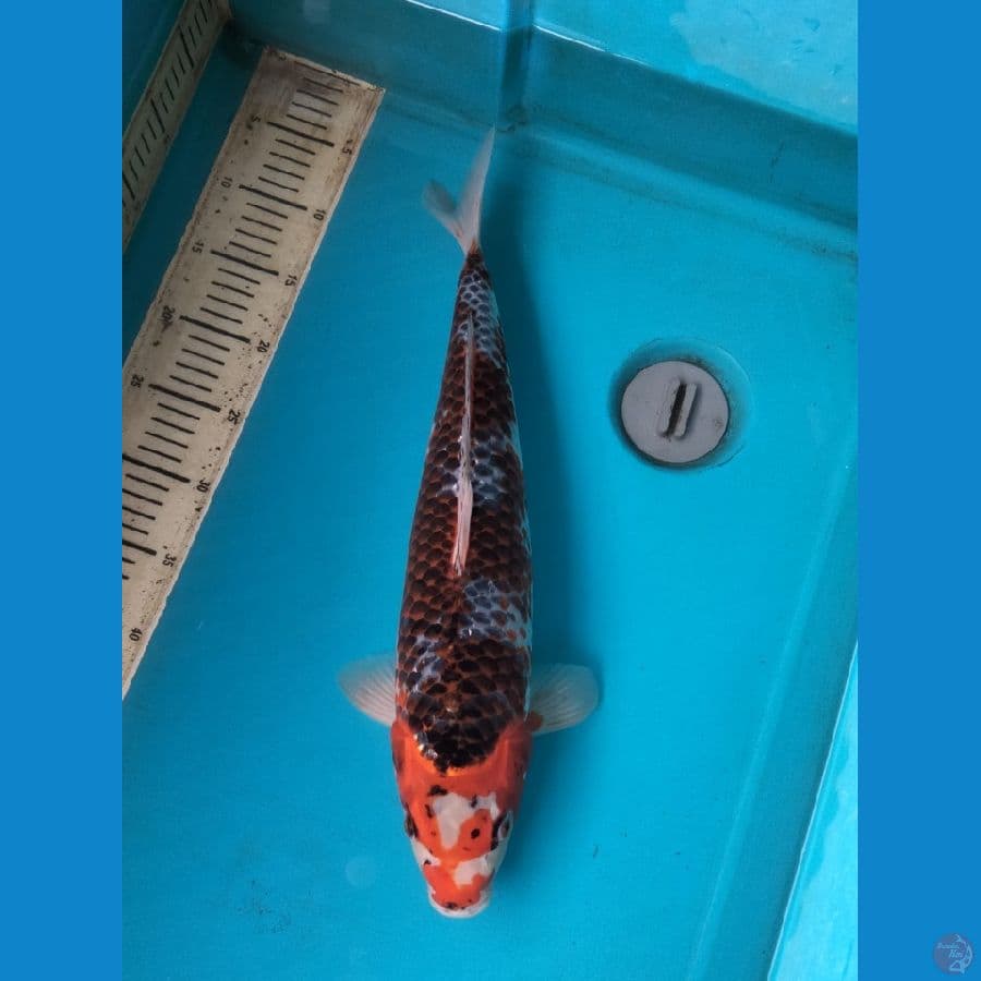 kujaku 47cm f