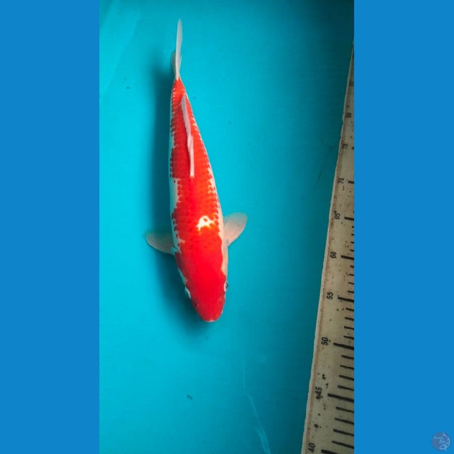 kohaku 40cm m