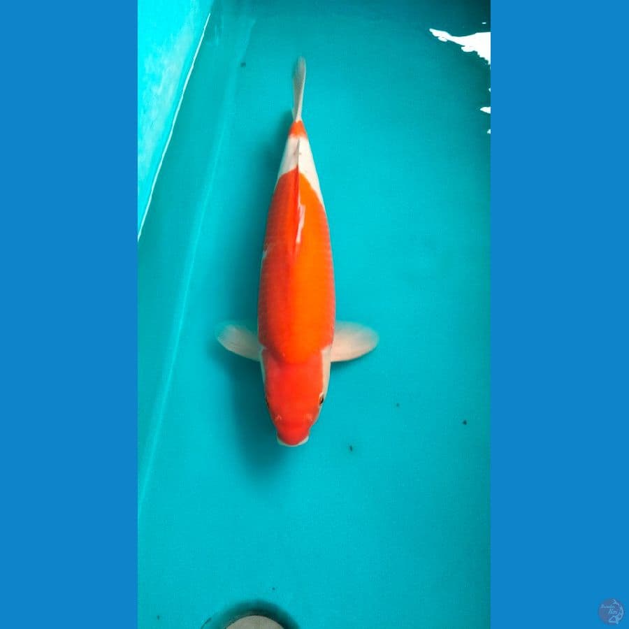 kohaku 42cm f