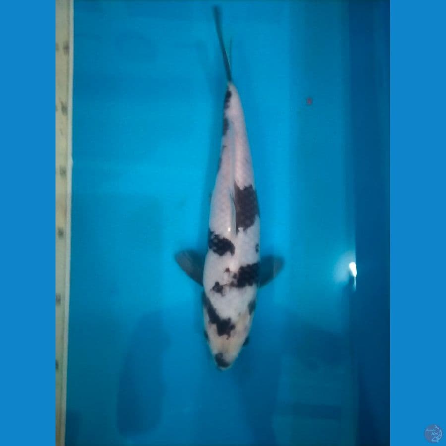Shiro, 25 cm