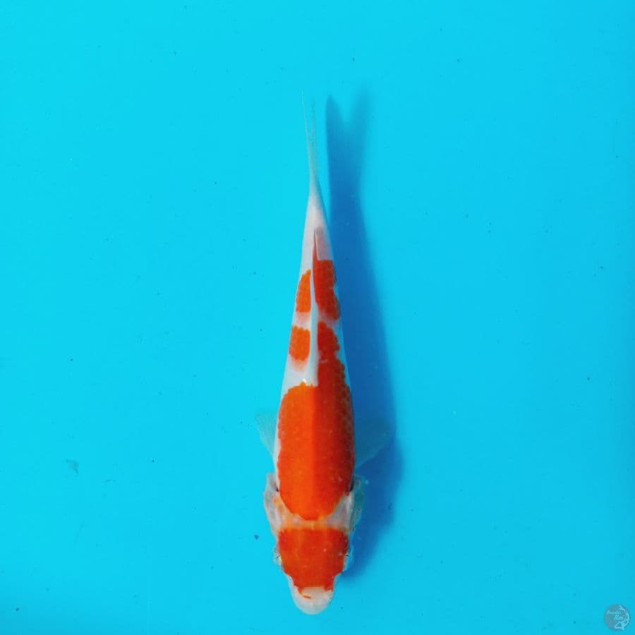 *MARUTEN KOHAKU//18 CM*
