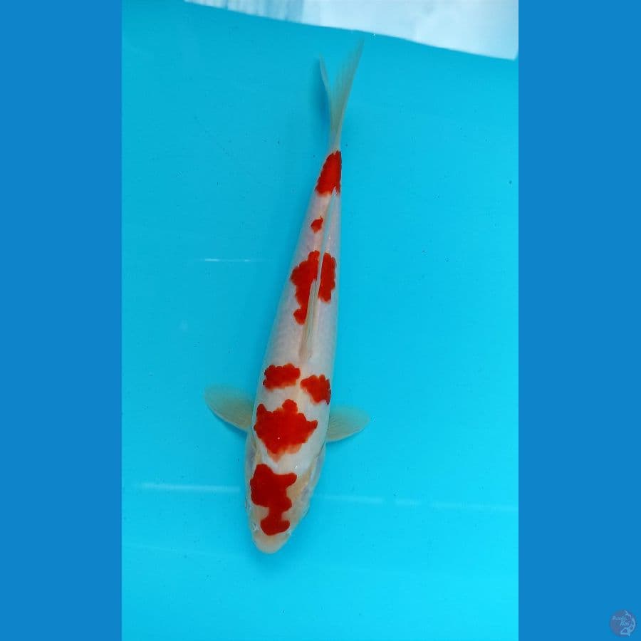 kohaku 27cm