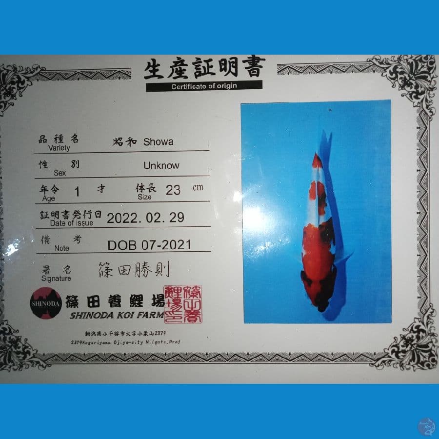 import showa 25cm