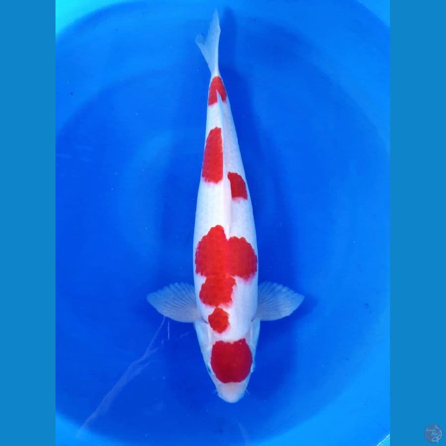 Handsome Kohaku 50 cm HQ